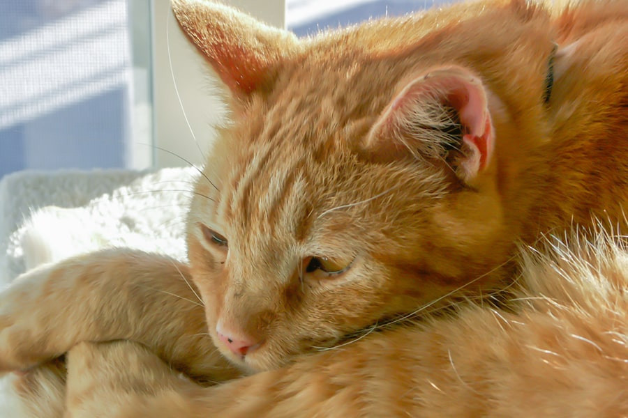 Curled up ginger cat, conveying a sense of comfort and domesticity