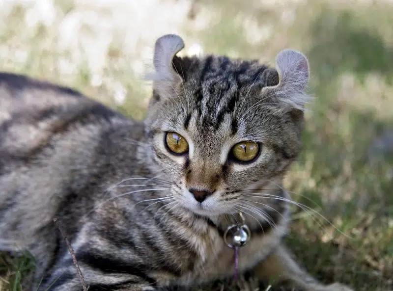 Highlander cat with curled ears, emphasizing their unique and exotic appearance