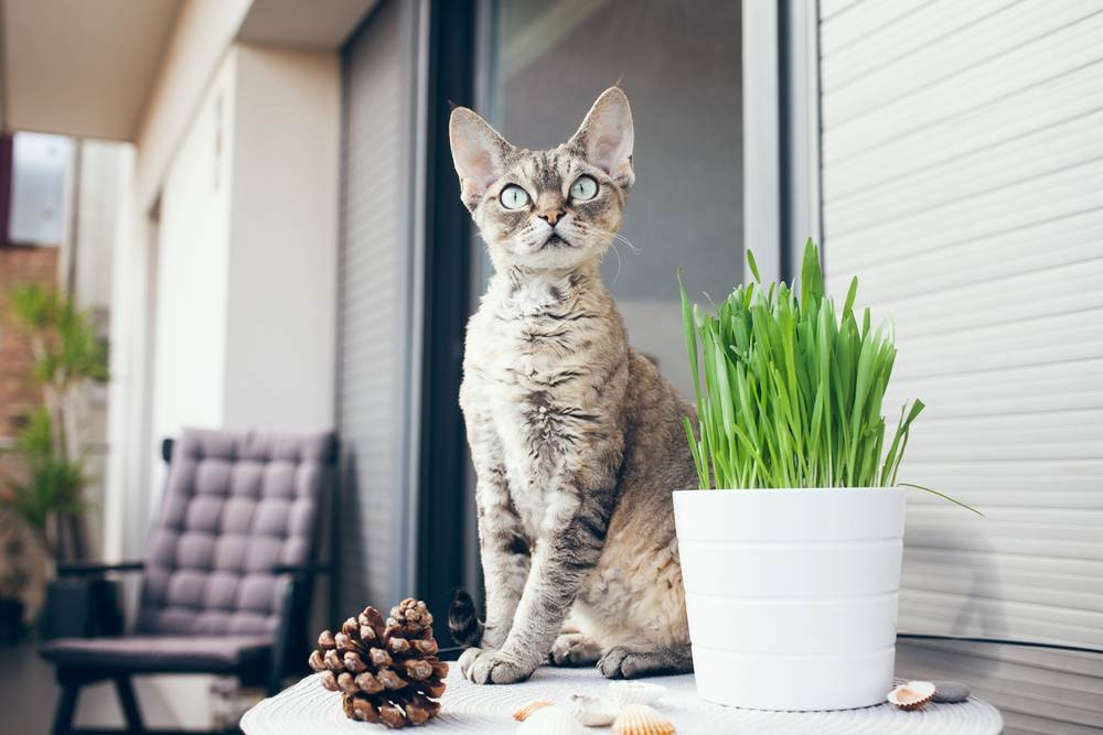A Devon Rex cat sitting and looking alert