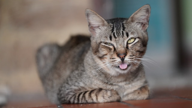 A cat with a silly face