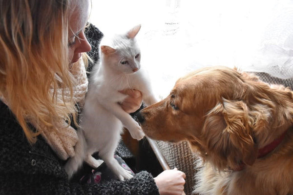 Golden retriever gently licking a tabby cat, illustrating a friendly interaction