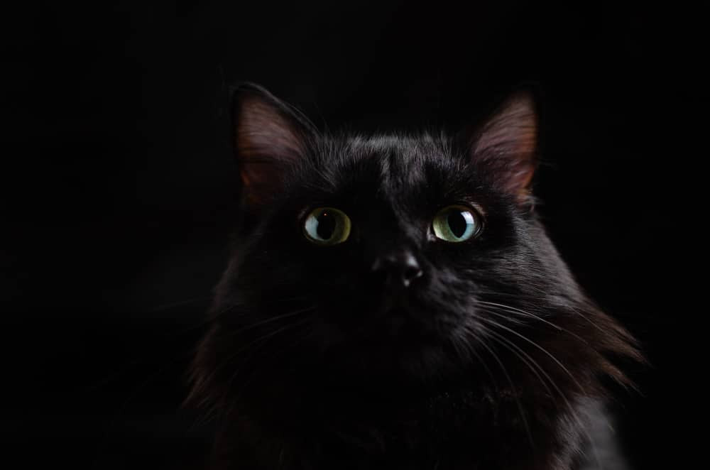 A black cat, often viewed with superstition, can symbolize hidden emotions in dreams