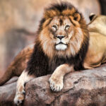 African lion