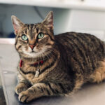 Mackerel Tabby Cat pattern