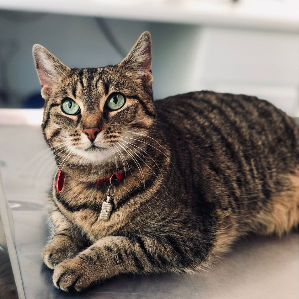 Mackerel Tabby Cat pattern