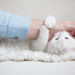 Content cat being pet