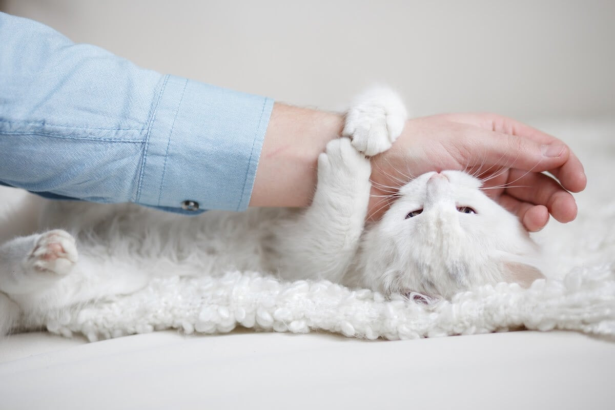 Content cat being pet