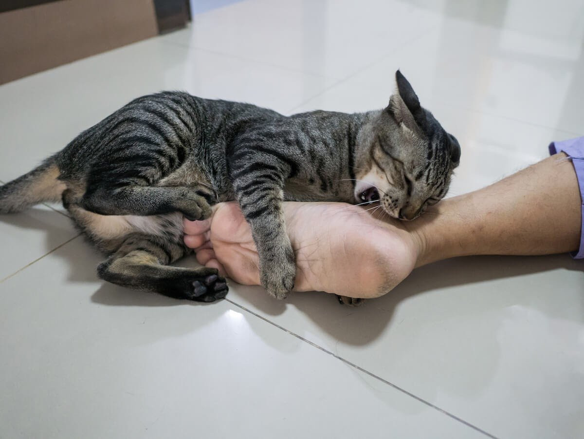 Angry cat showing warning signs