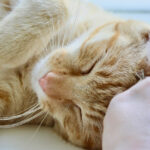 Cat rubbing head on human hand