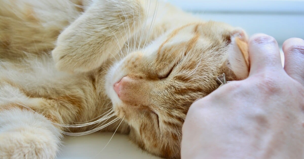 Cat rubbing head on human hand