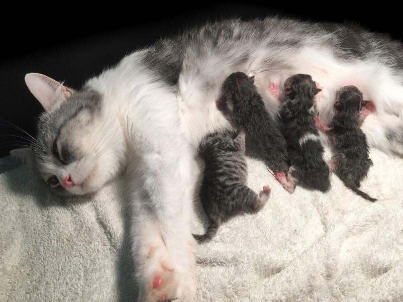 Pregnant cat with newborn kittens, illustrating maternal care