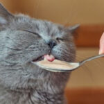 cat eating chicken broth out of a bowl