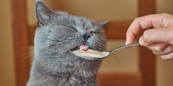 cat eating chicken broth out of a bowl