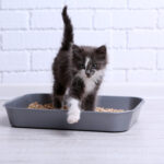 A grey kitten stepping out of a litter box.