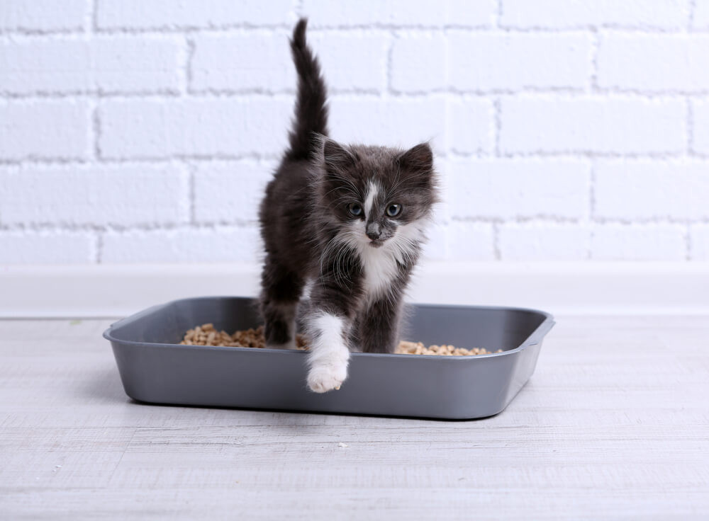 A grey kitten stepping out of a litter box.