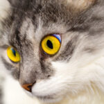 A serene cat gazing intently, possibly sensing something beyond human perception