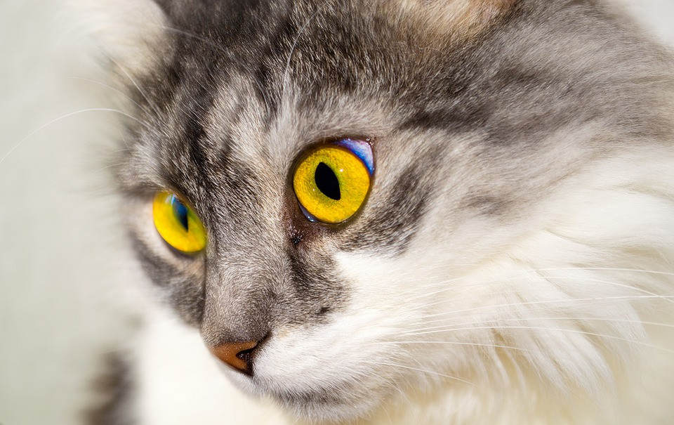 A serene cat gazing intently, possibly sensing something beyond human perception