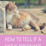 Pregnant cat sleeping comfortably
