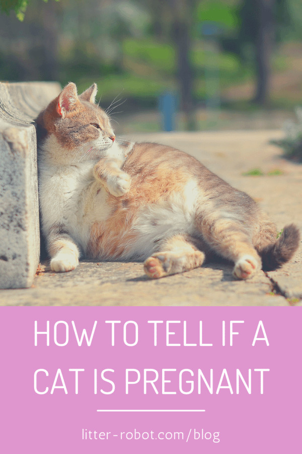Pregnant cat sleeping comfortably