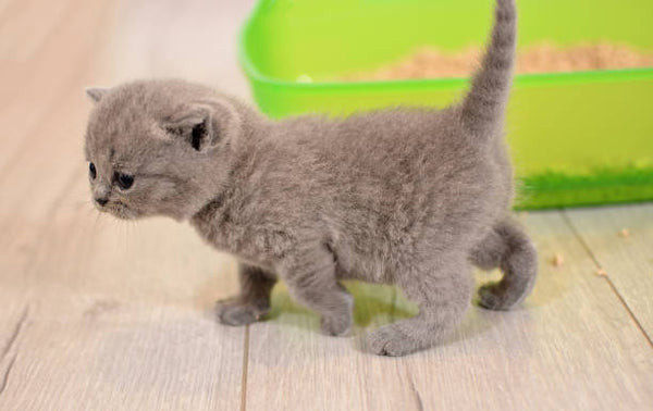 Cat near a wooden chair