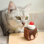 Cat looking longingly at chocolate