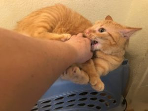 Cat Giving Love Nips