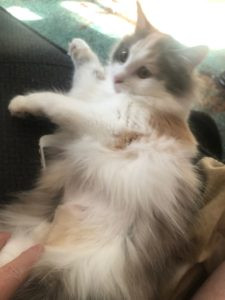 Cat Showing Belly