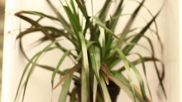 Dragon Tree Plant