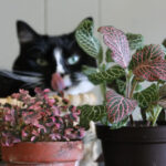 Cat near a spider plant