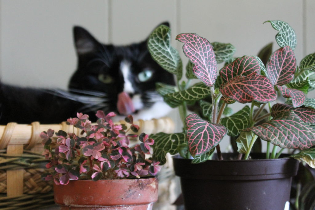 Cat near a spider plant