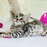 A grey kitten lying on a white carpet with some bright pink cat toys.