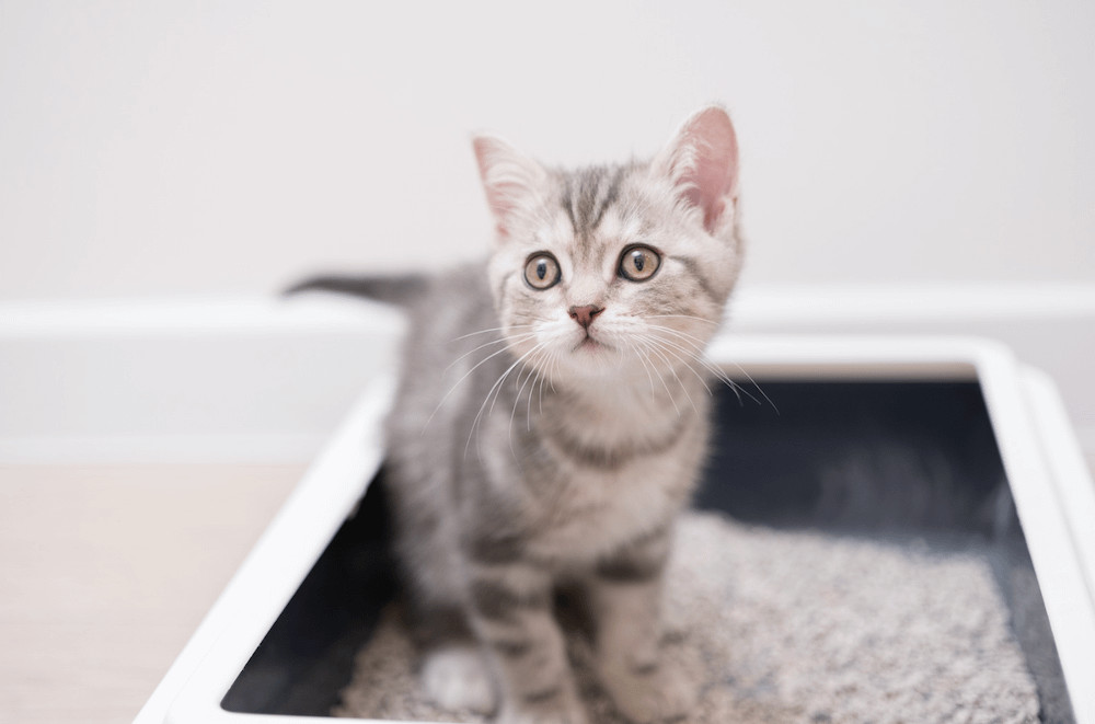 kitten using litter box