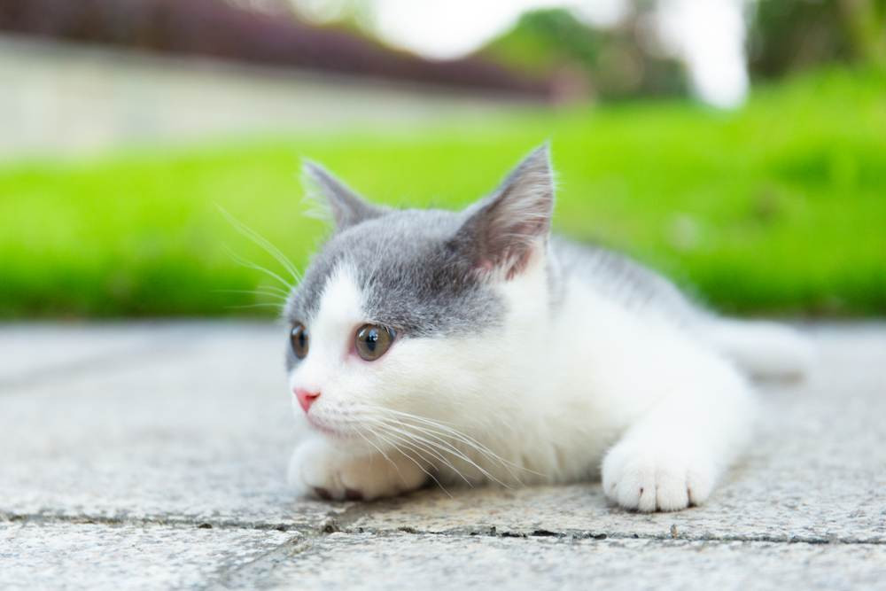 Two kittens sitting together, one with striking whiskers