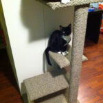 Cat sitting on a DIY cat tree platform