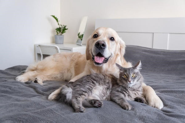 Labrador with a grey cat lying in front of him, symbolizing companionship