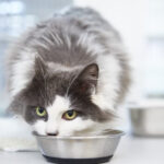 A cat happily eating from its bowl, enjoying a nutritious meal