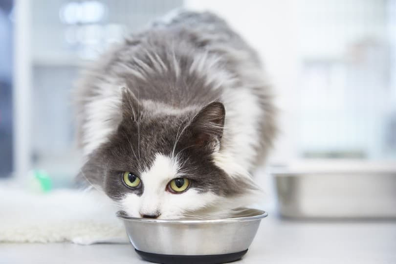 A cat happily eating from its bowl, enjoying a nutritious meal
