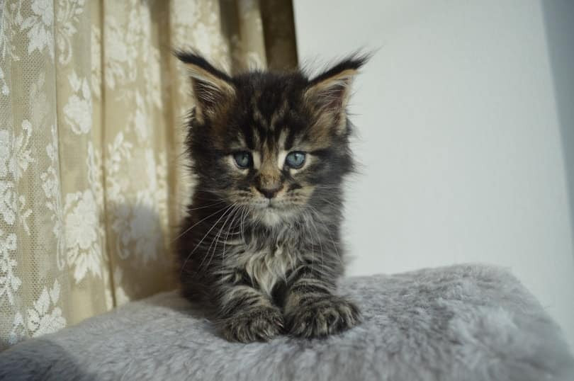 Black Tabby Kitten