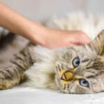 Man petting a sick cat