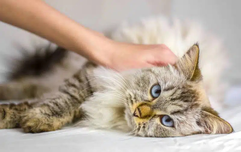 Man petting a sick cat