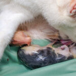 Mother cat and kittens nursing, showcasing maternal care