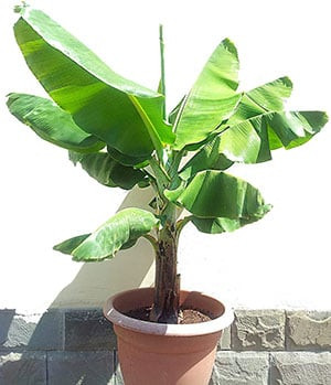 Musa Dwarf Cavendish Safe For Pets