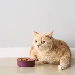 Shredded chicken in cat gravy
