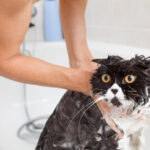 Persian cat enjoys a gentle bath