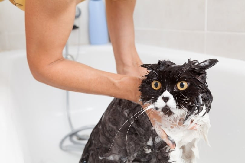Persian cat enjoys a gentle bath