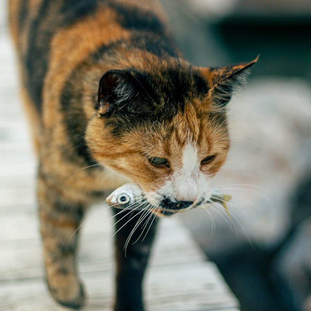 A cat carries a fish in their mouth
