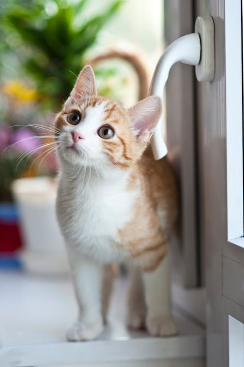A cat lying comfortably in a cozy bed, showcasing a safe and relaxing environment.