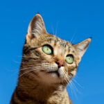 Cat displaying symptoms of gastroenteritis