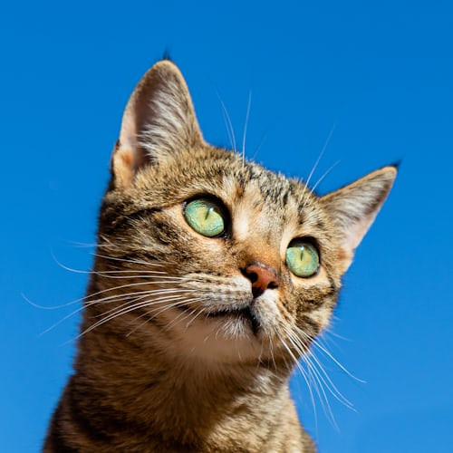 Cat displaying symptoms of gastroenteritis