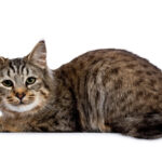 Domestic cat sitting next to bobcat, illustrating the size difference and potential challenges in mating